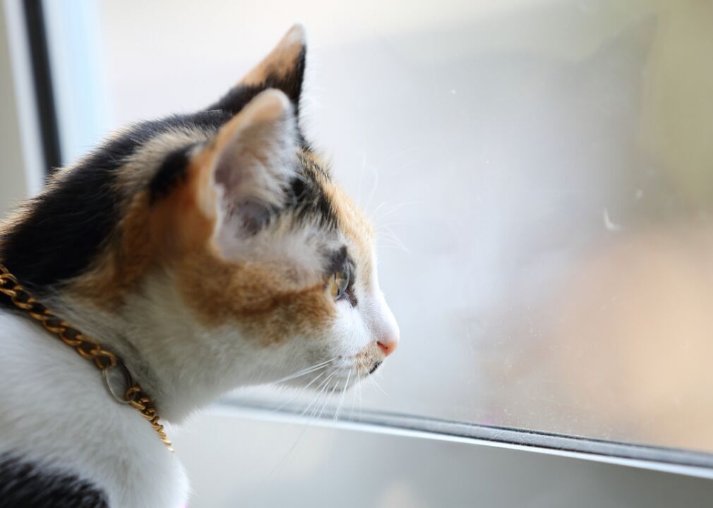 How expensive is owning a cat?